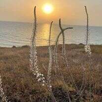 חצבים - גן לאומי אפולוניה. | אתי נפרין, רשות הטבע והגנים