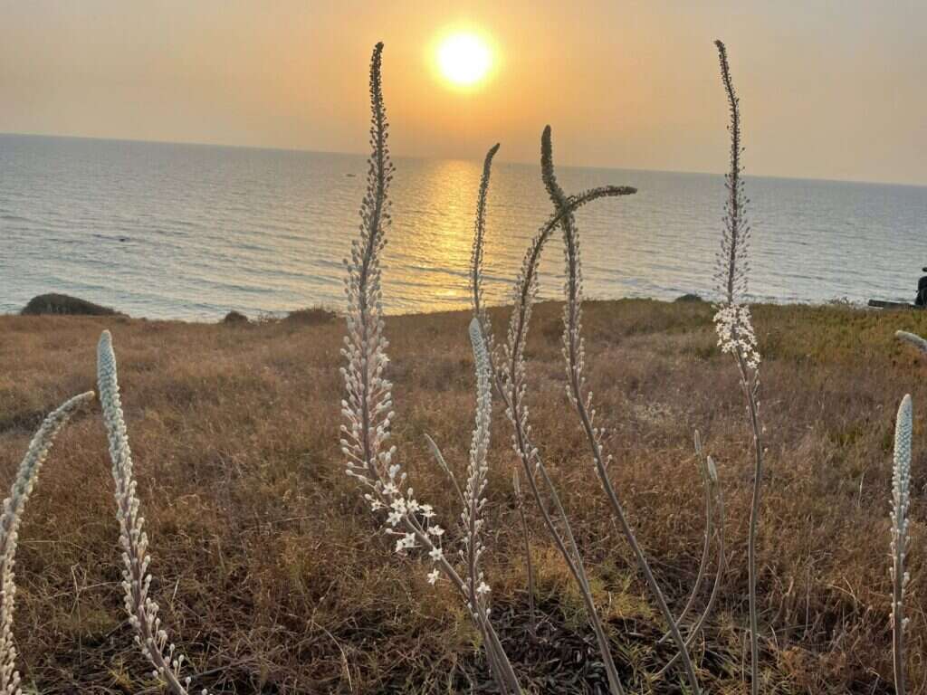 חצבים - גן לאומי אפולוניה. | אתי נפרין, רשות הטבע והגנים