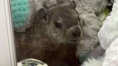 המרמיטה במכונת המשחק, בין הבובות הפרוותיות. | הוושינגטון פוסט