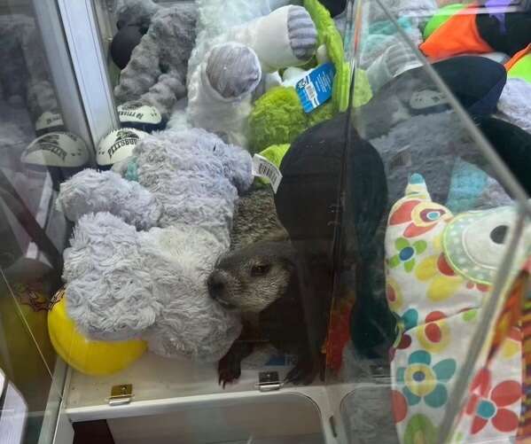 המרמיטה במכונת המשחק, בין הבובות הפרוותיות. | הוושינגטון פוסט