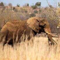 פיל בדרום אפריקה, אילוסטרציה. | EPA