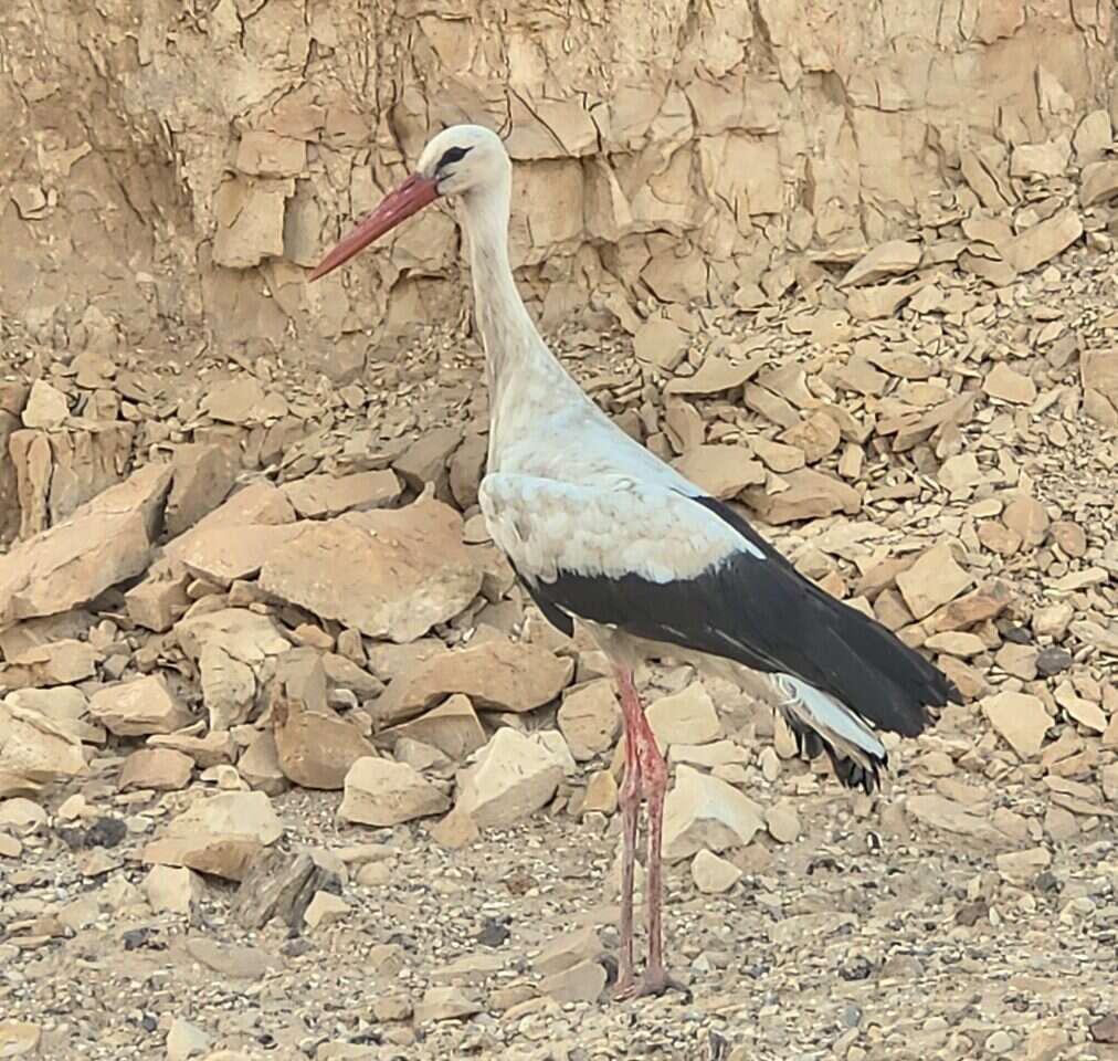 חסידה בנחל צין בערבה התיכונה. | רועי גלילי, הערבה התיכונה
