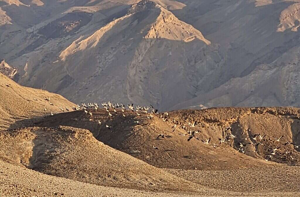 חסידות בנחל צין בערבה התיכונה. | רועי גלילי, הערבה התיכונה