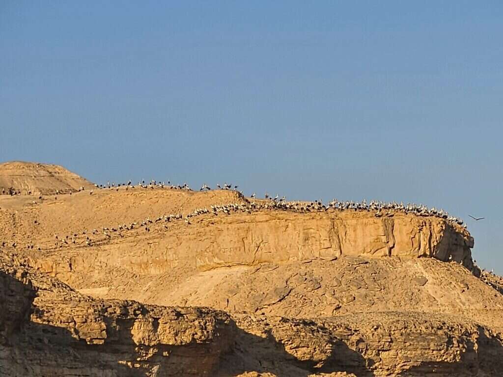 חסידות בנחל צין בערבה התיכונה. | רועי גלילי, הערבה התיכונה