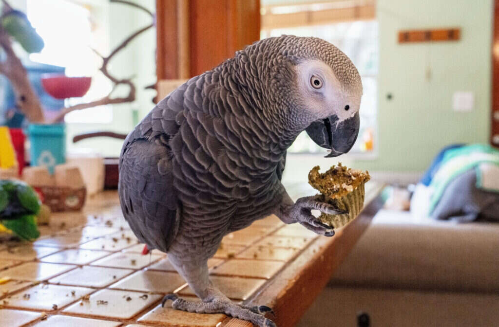 אפולו התוכי. | Victoria Mason והוושינגטון פוסט