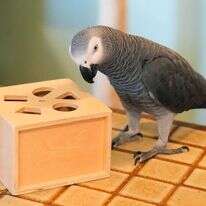 אפולו התוכי. | Victoria Mason והוושינגטון פוסט