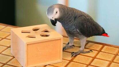 אפולו התוכי. | Victoria Mason והוושינגטון פוסט