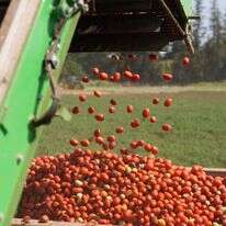 רגישות לטמפרטורות. עגבניות בעמק החולה, לפני חודש. | אייל מרגולין, פלאש 90