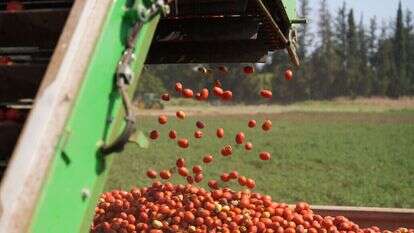 רגישות לטמפרטורות. עגבניות בעמק החולה, לפני חודש. | אייל מרגולין, פלאש 90