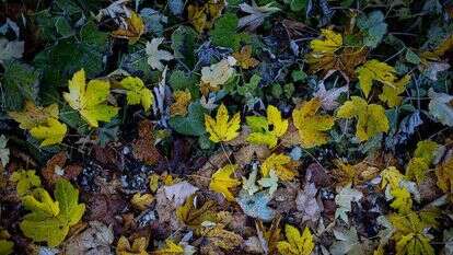 עלי שלכת. | מאור קינסבורסקי - פלאש 90