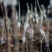 חצבים בתל יודפת. | ענת חרמונוב - פלאש 90 חצבים בתל יודפת. | ענת חרמונוב - פלאש 90