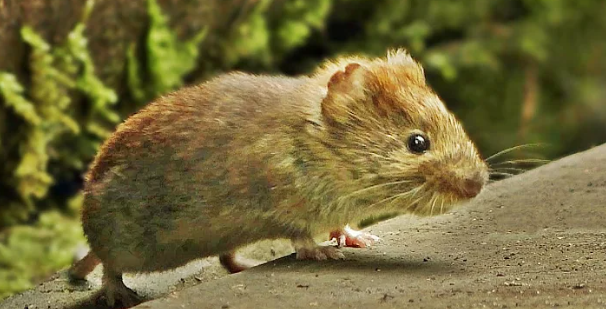 עכבר. | מסך מיוטיוב