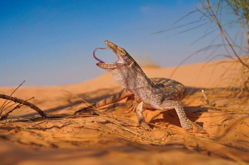דרקון ישראלי, | שני כהן