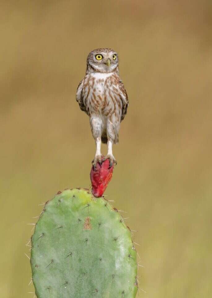 הצופה, | צחי פינקלשטיין