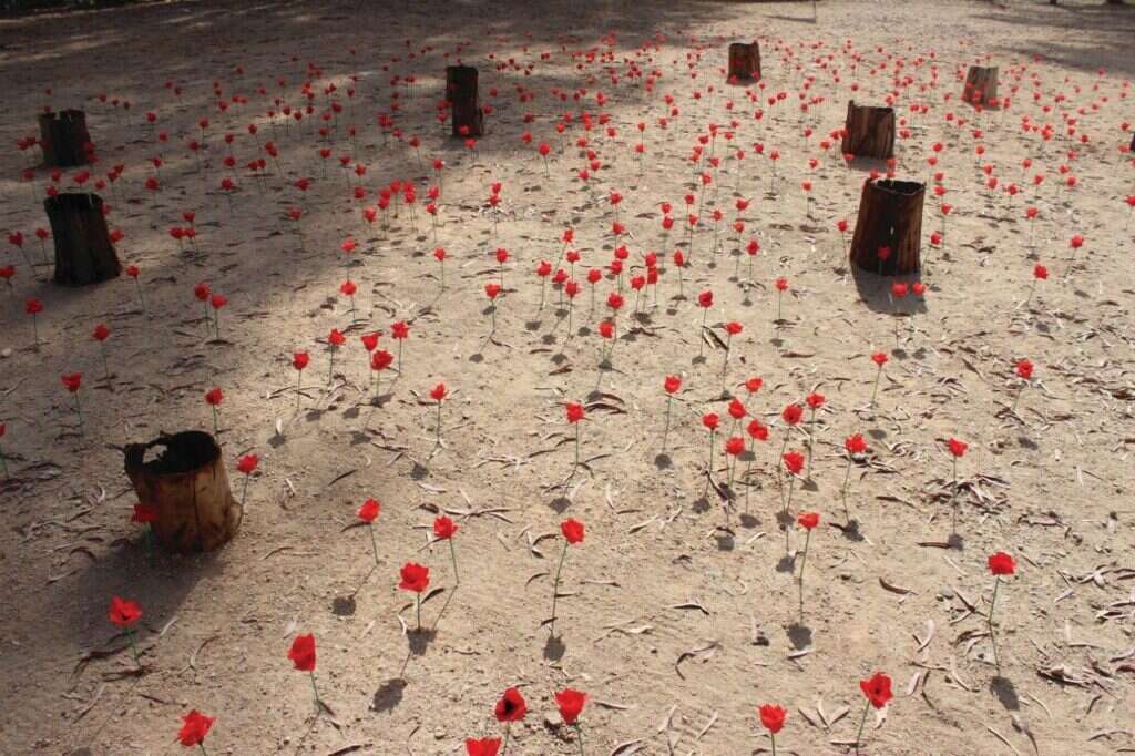 כלניות מפתיעות, | שירן סבג