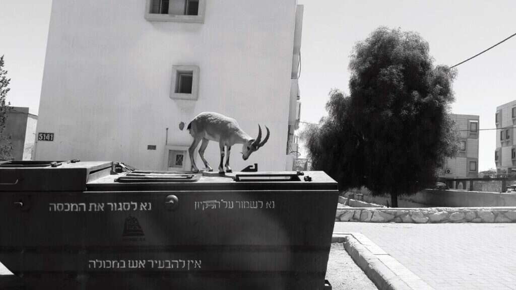 מטבח סגור, | דמיטרי קובץ