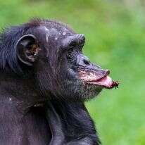 שימפנזה. | EPA שימפנזה. | EPA