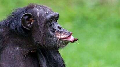 שימפנזה. | EPA