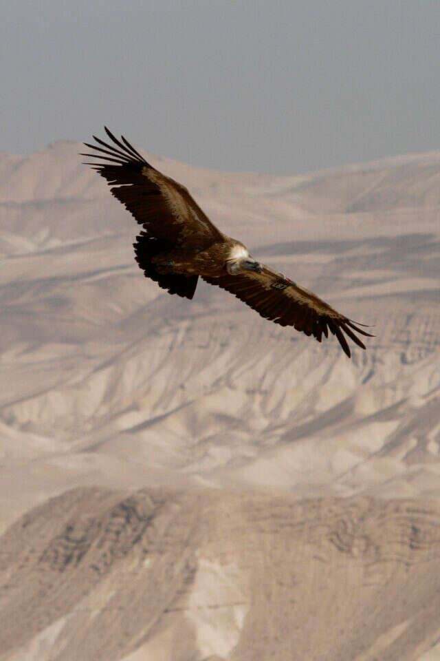 נשר במדבר יהודה. | Uri Lenz/FLASH90