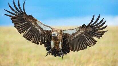 נשר בשמורת טבע בקניה. | Haim Shohat/Flash90