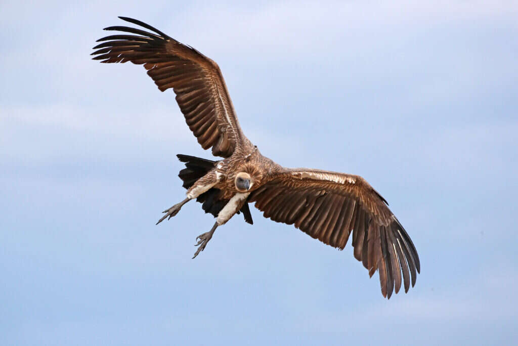 נשר. | Haim Shohat/Flash90