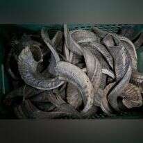 מרים אלסטר, פלאש 90