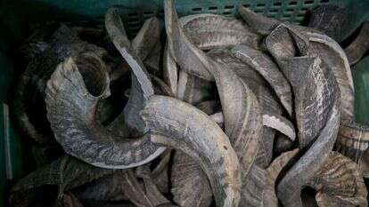 מרים אלסטר, פלאש 90