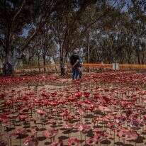 מיצג כלניות לזכר הנופלים ביער רעים. | חיים גולדברג - פלאש 90