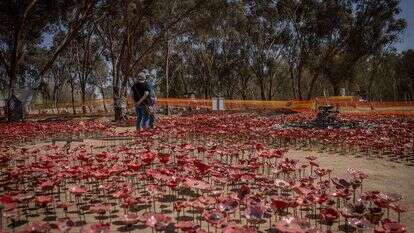 מיצג כלניות לזכר הנופלים ביער רעים. | חיים גולדברג - פלאש 90
