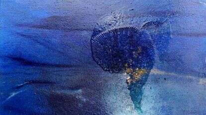 רחל סנצ׳ז, ללא כותרת, שמן על בד, 2020. מתוך התערוכה "מים רבים" המוצגת בבית האמנים בראשון לציון. | אורי רוזנבך