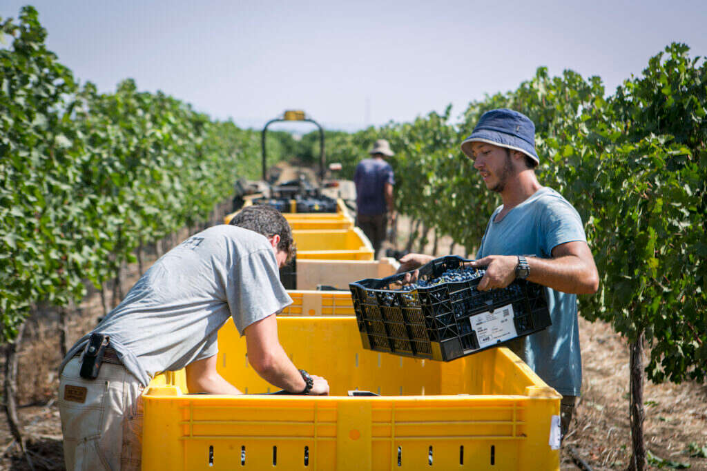 יחס שונה בעקבות התוכנית. חקלאים בצפון. | מאור קינסבורסקי - פלאש 90