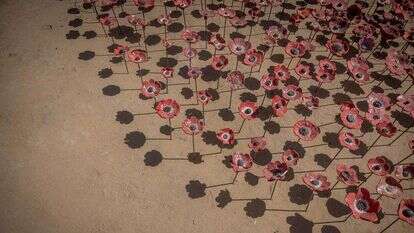 מיצג הכלניות ביער רעים. | חיים גולדברג - פלאש 90