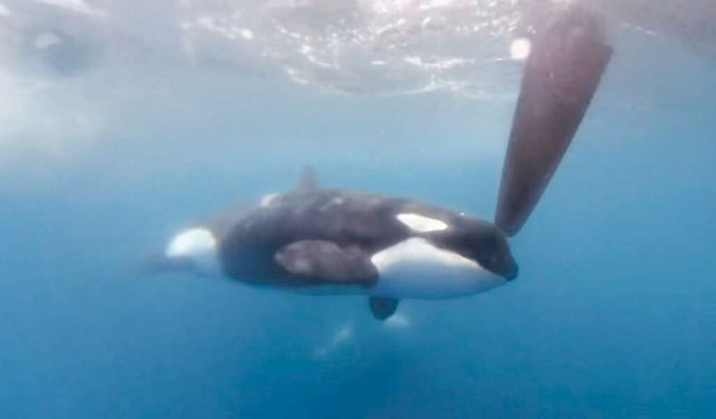 "אחד המוחות המפותחים בכדור הארץ". לווייתן קטלן תוקף ספינה | TEAM/SCHUIL BREND RACE OCEAN THE/JAJO