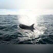 התנהגות חידתית. לווייתן קטלן (אורקה). | AP