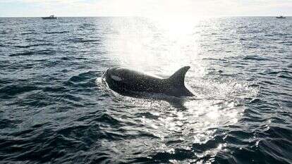 התנהגות חידתית. לווייתן קטלן (אורקה). | AP