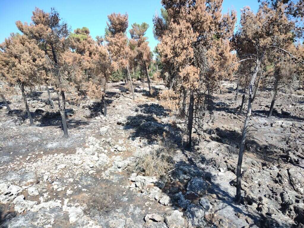 הנזקים מירי רקטות ביערות הצפון. קק"ל