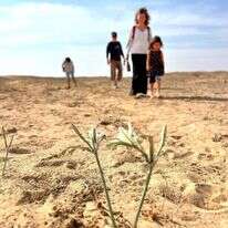 שביל החבצלות על שם אהד כהן ז''ל, בסמוך למושב עידן בערבה התיכונה. | אביעד בר, הערבה התיכונה
