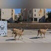 חוץ לארץ במרחק אוטובוס". יעלים ברחובות מצפה־רמון. | לירון מולדובן