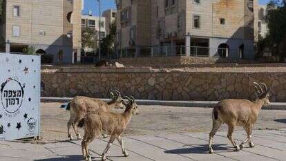 חוץ לארץ במרחק אוטובוס". יעלים ברחובות מצפה־רמון. | לירון מולדובן