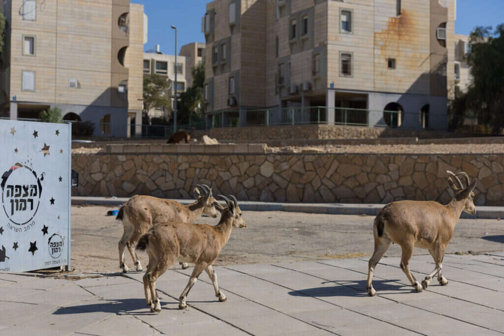 חוץ לארץ במרחק אוטובוס". יעלים ברחובות מצפה־רמון. | לירון מולדובן