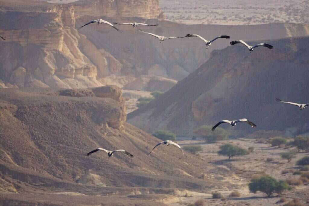 נדידת עגורים מעל הערבה התיכונה. | עדי מטמון, הערבה התיכונה