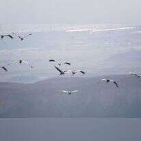 נדידת עגורים מעל הערבה התיכונה. | עדי מטמון, הערבה התיכונה