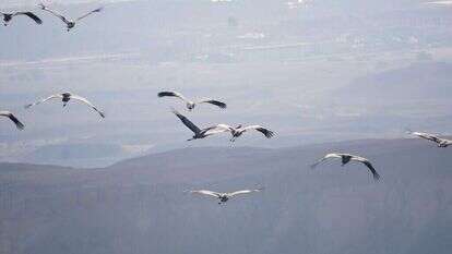 נדידת עגורים מעל הערבה התיכונה. | עדי מטמון, הערבה התיכונה