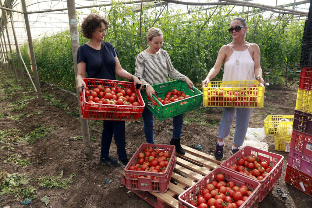 מתנדבים בחקלאות, נובמבר 2023. | יוסי זמיר, פלאש 90