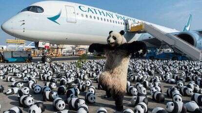 קמע פנדה אנושי באמצע ים של אלפי פסלי פנדה בשדה התעופה בהונג קונג. | AP Photo/Chan Long Hei