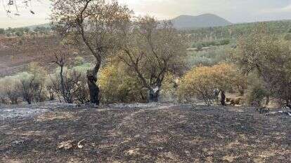 צליל ראשון של תקווה מתגנב לאזור. | גטי אימג'ס