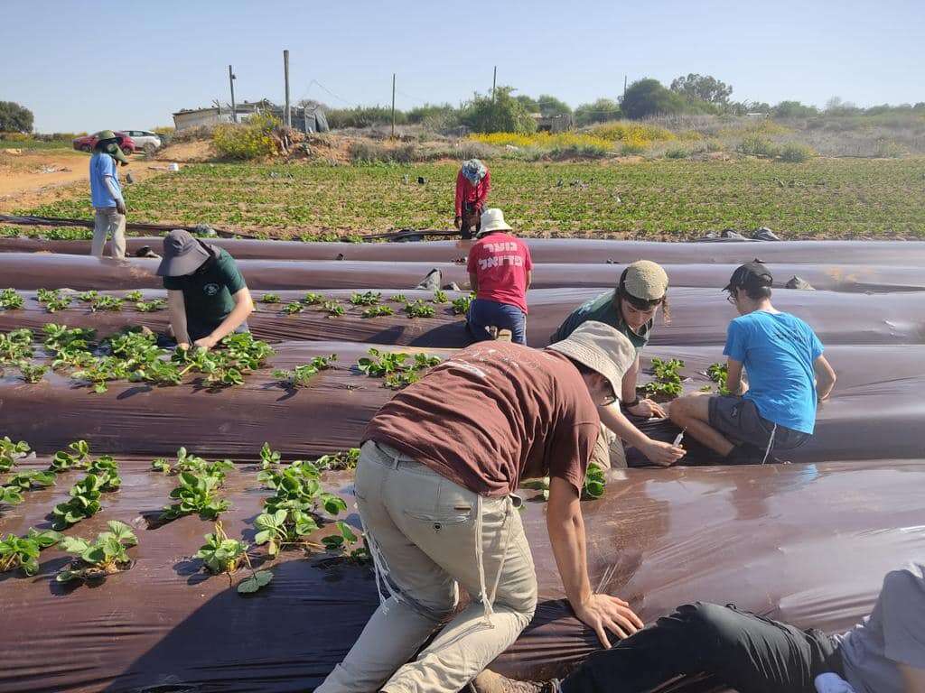 לממש את כוחות החיים בעשייה. התנדבות תלמידים בחקלאות. | מרכז ישיבות ואולפנות בני עקיבא לממש את כוחות החיים בעשייה. התנדבות תלמידים בחקלאות. | מרכז ישיבות ואולפנות בני עקיבא