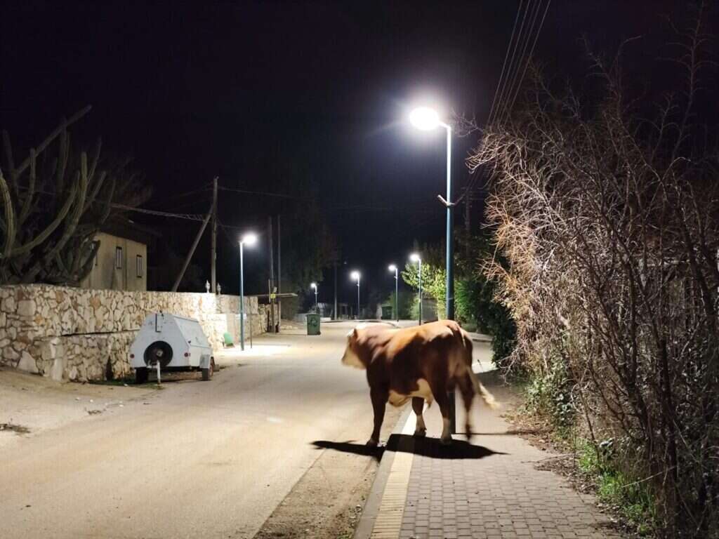 פרות ביישובי הצפון המפונים. | אליהו גליל