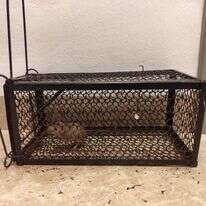 מכת עכברים ביישובים המפונים בצפון. | אליהו גליל