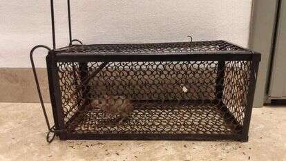 מכת עכברים ביישובים המפונים בצפון. | אליהו גליל